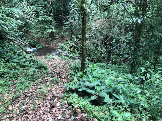 Cold & Hot springs surrounded by an overgrown farm, taken back by nature - Gallery image 62