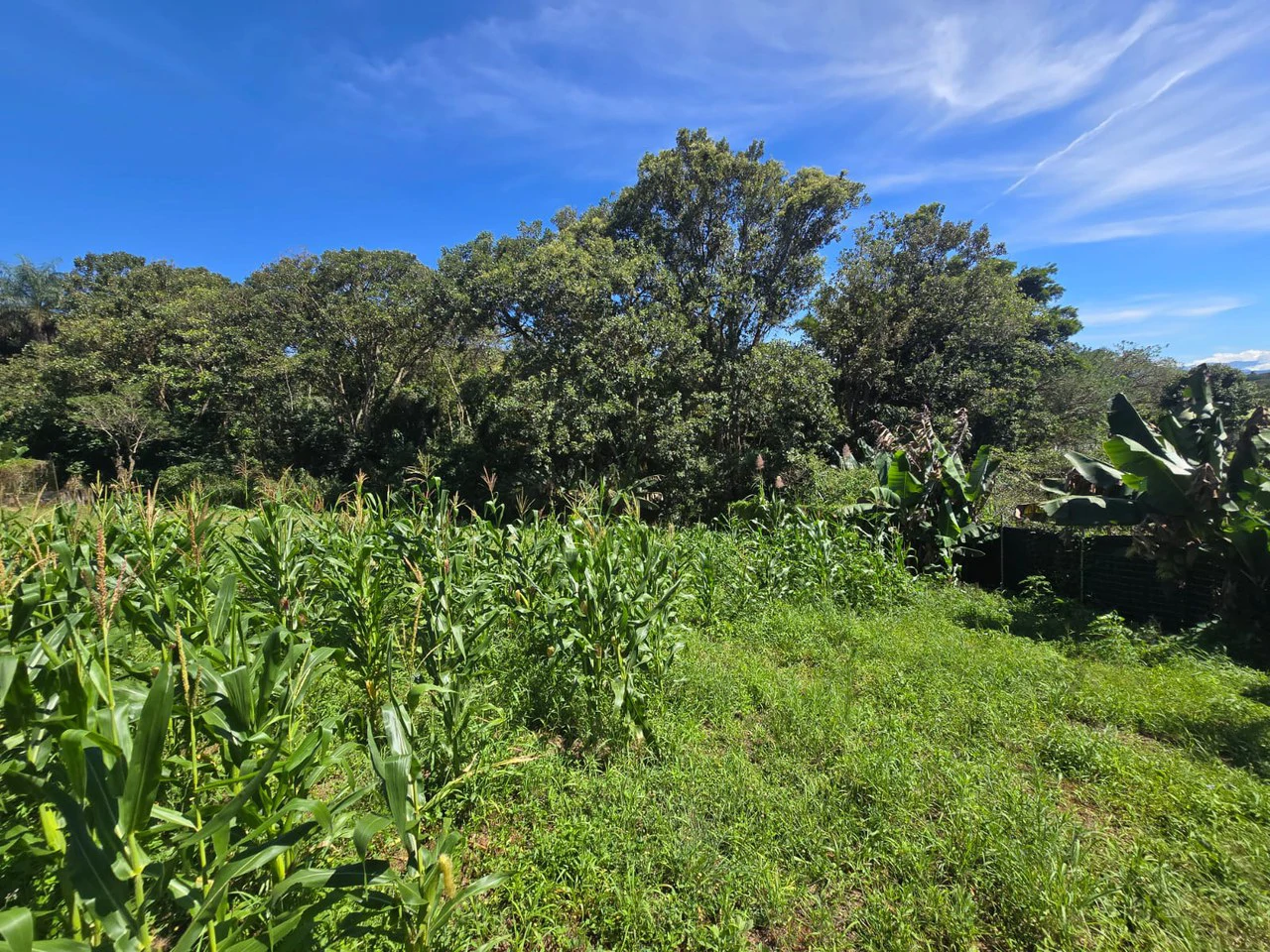 Land for sale in Tambor, Alajuela - Gallery image 14