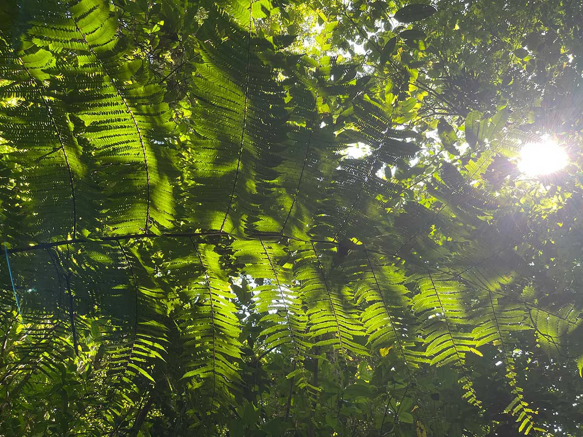 ID 4167: Investment Opportunity: 8-Acre Reforested Mountain Finca in Puriscal - Gallery image 33