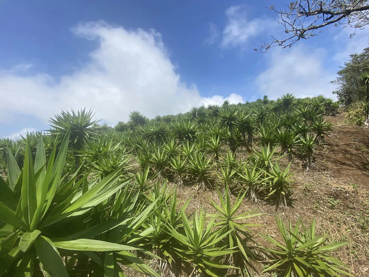 Farm with Exceptional Potential for Sale in San Ramón, Alajuela - Gallery image 4