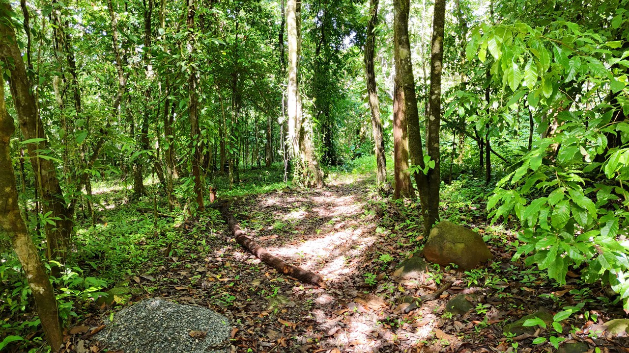Spectacular Ocean view on 7.7 acres: Mountain Home Construction Site For Sale in Bahía Ballena - Gallery image 12