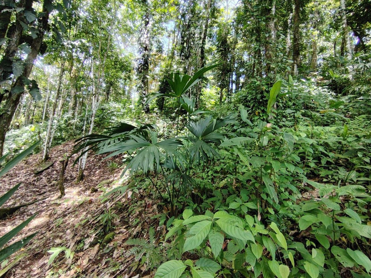 TERRENO EN VENTA, PUNTARENAS.: Mountain Home Construction Site For Sale in Hatillo - Gallery image 10
