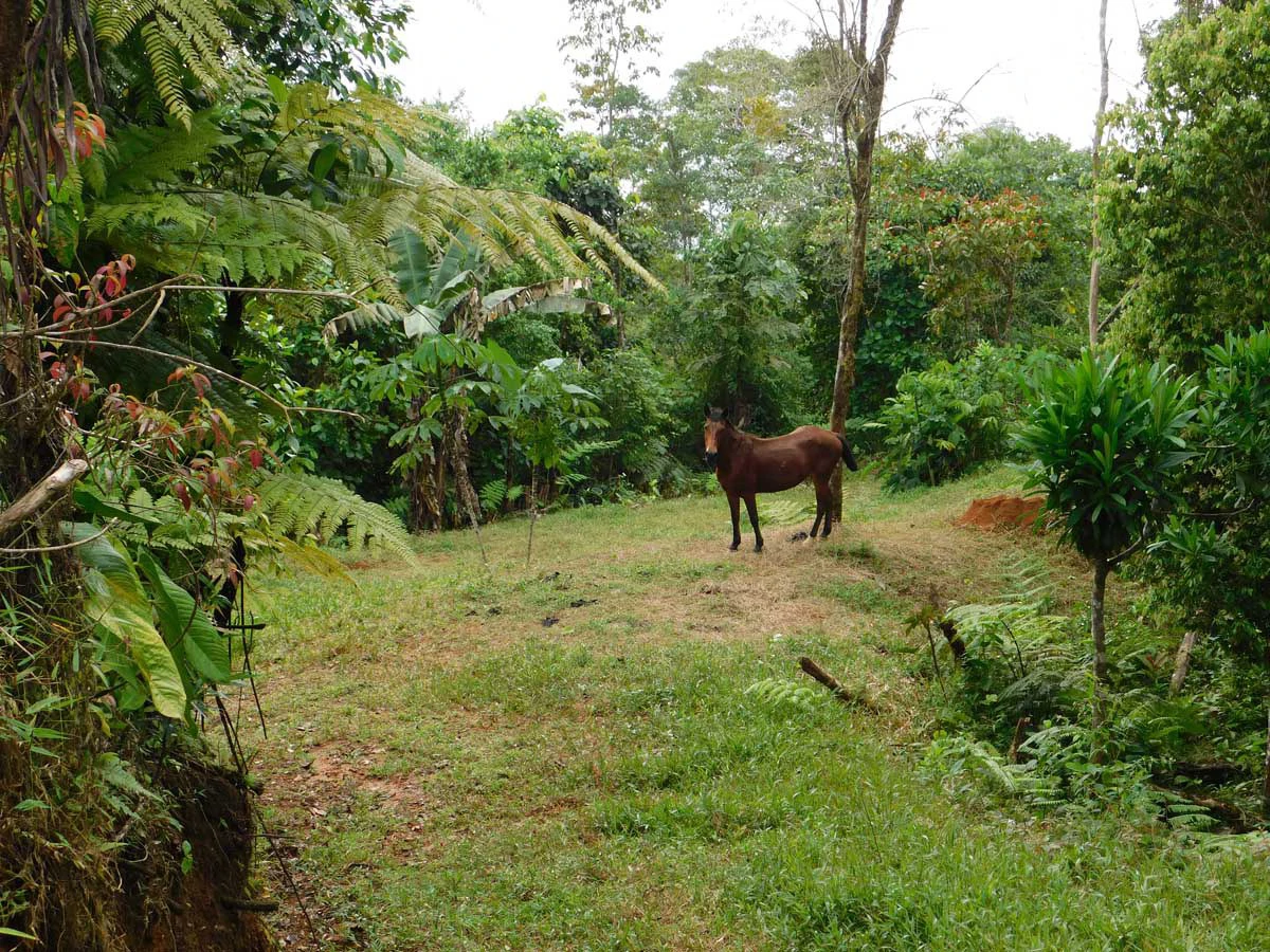 Finca Tesoro Escondido - The Jewel of Uvita - Gallery image 27