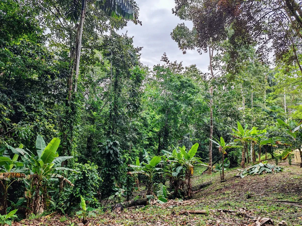 ID 925: Elevated Jungle Property with Two Residences, Open Air Living Space, and Mountain Views - Gallery image 4