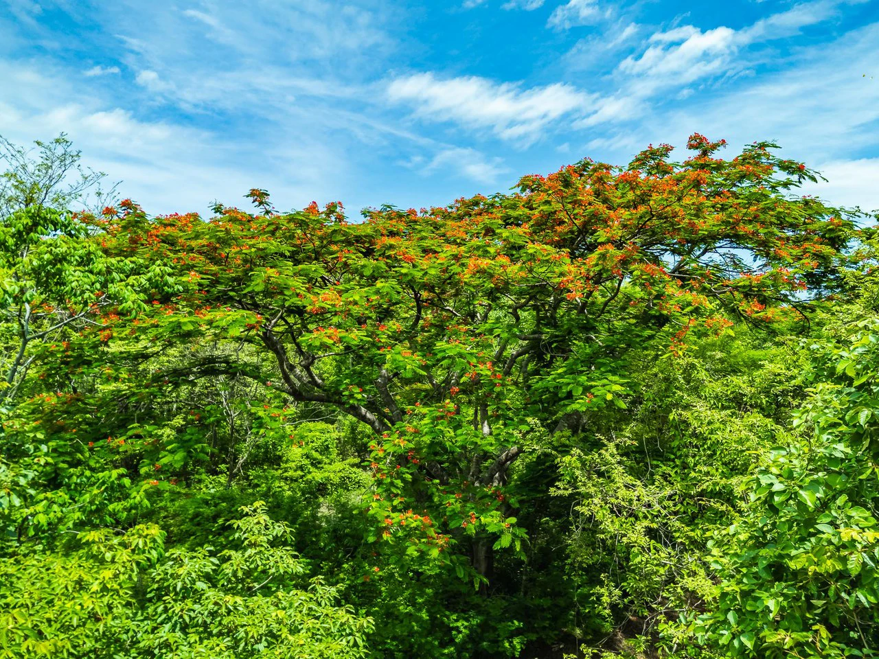 Adventure Meets Nature: Private 1.75acres Lot Minutes from Playa Negra - Gallery image 12