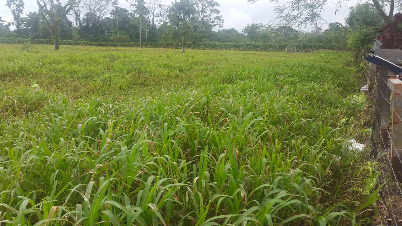 Countryside Development Parcel For Sale in Cariari - Gallery image 4