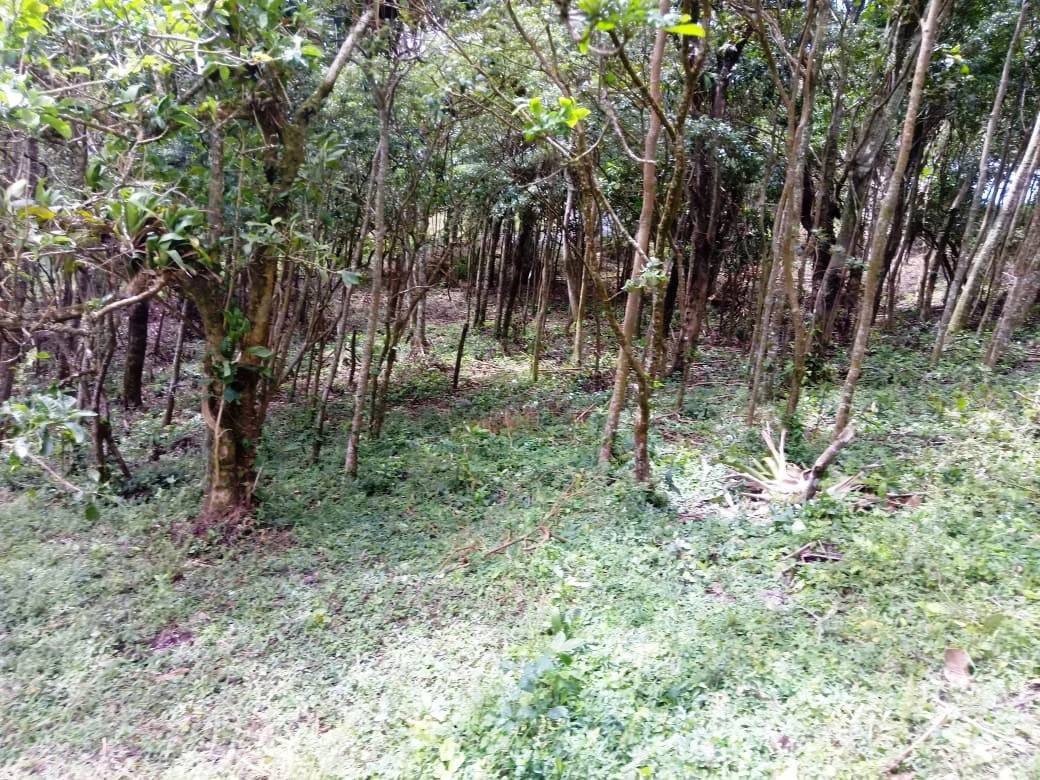 La Foresta: Beautiful Building Lot of 3+ acres in 2 plots, private and quiet setting, lake view, large trees, SELLER will pay closing costs ! - Gallery image 3