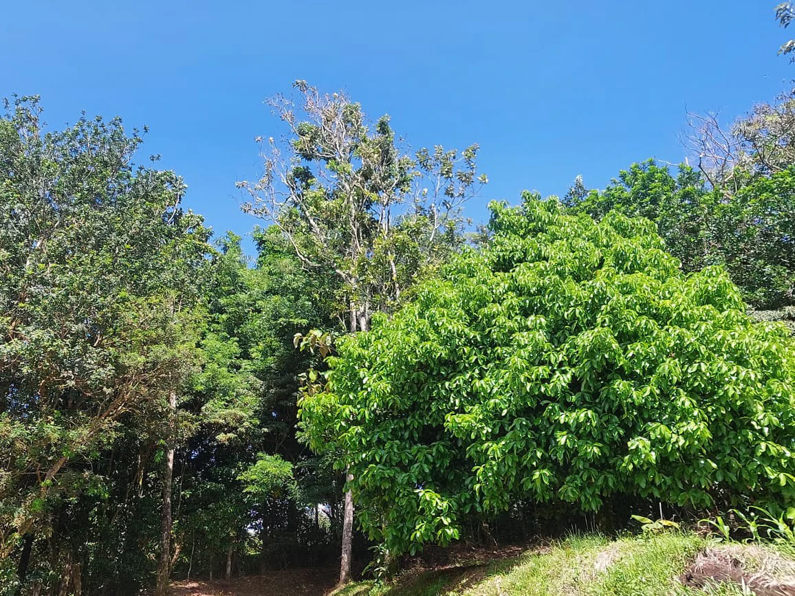 FINCA LA TEJONA - Gallery image 22
