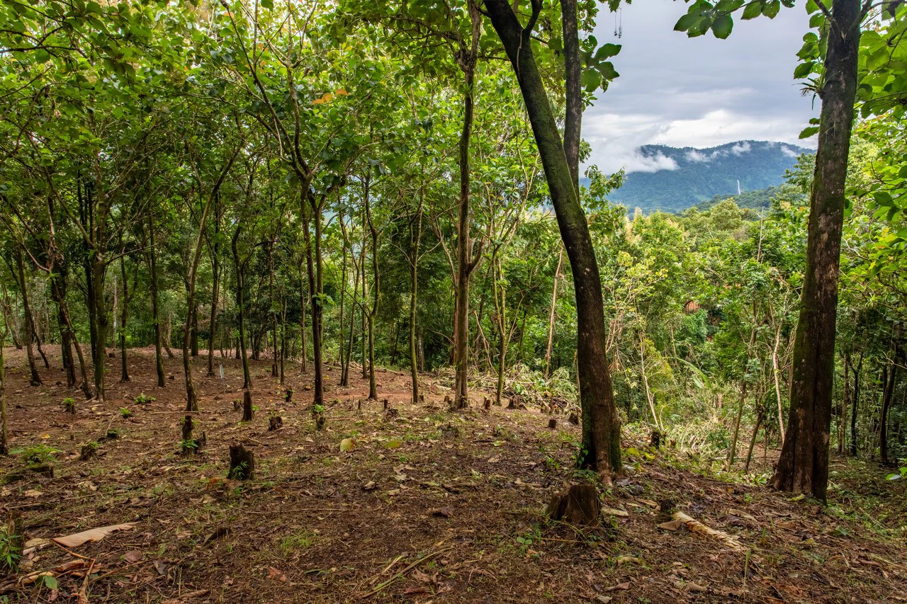 2.4 Acre Property In The Mountains Above Dominical with Waterfall Views - Gallery image 15