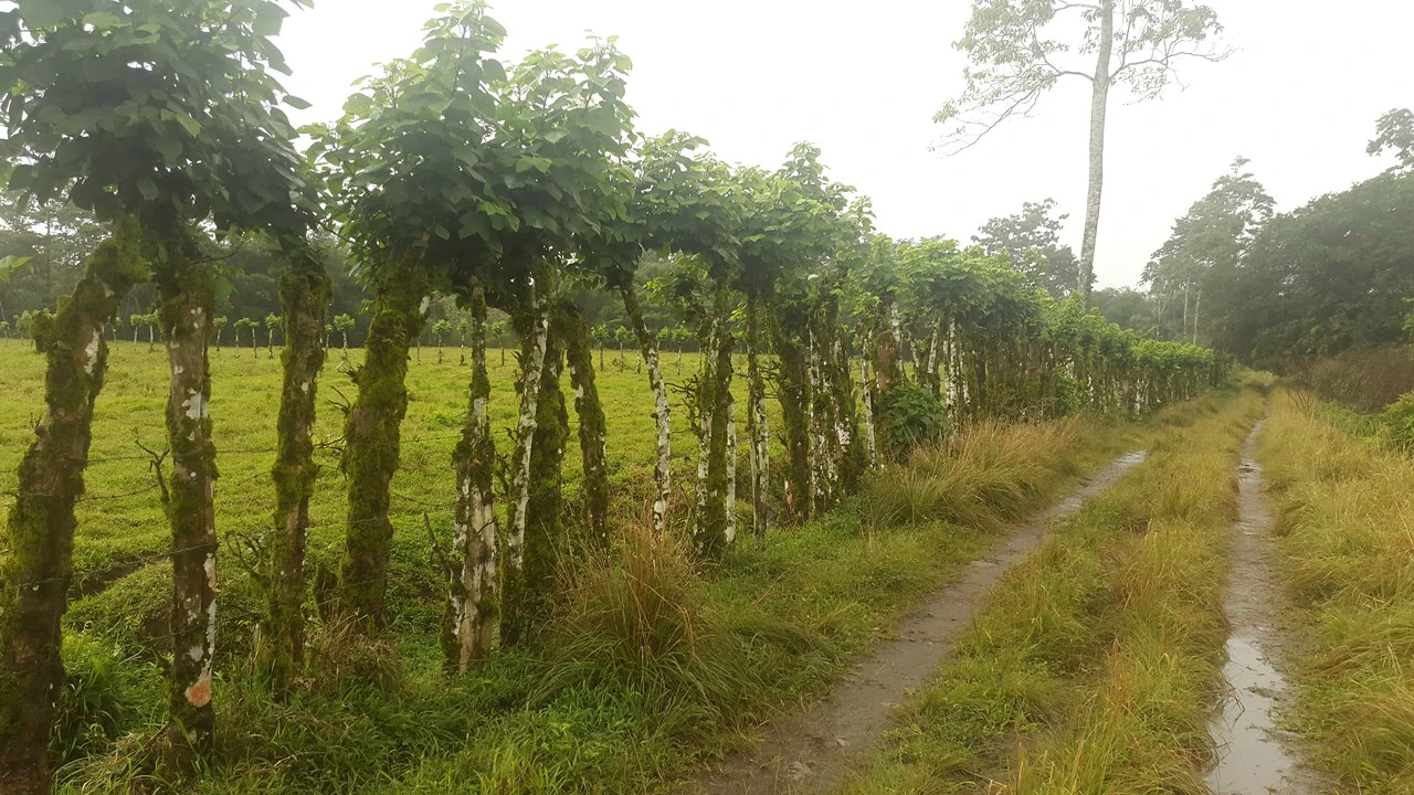 Countryside Development Parcel For Sale in Cariari - Gallery image 25