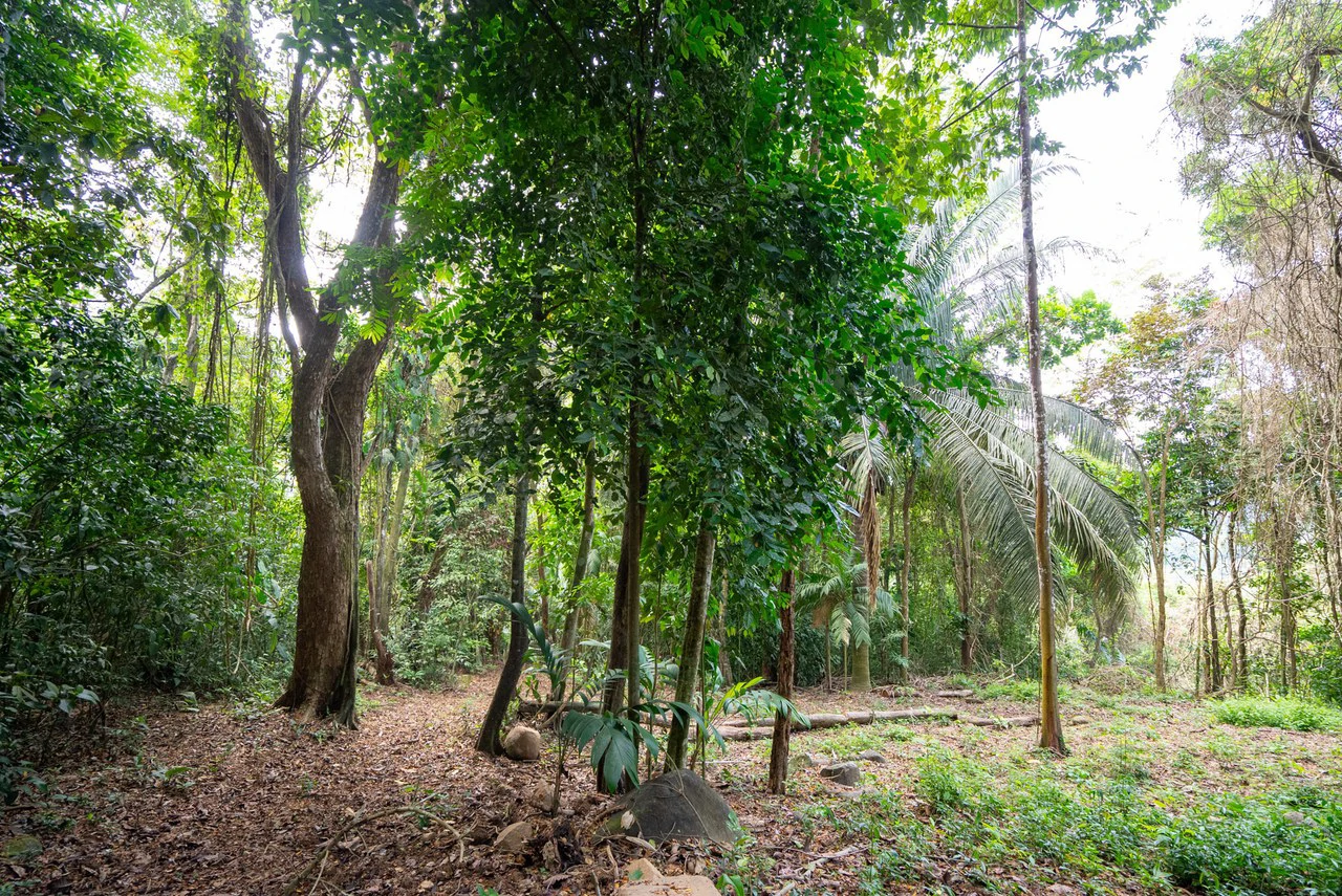 Rare 86-Acre Ocean View Estate Bordering Hacienda Barú – A Unique Opportunity for Conservation and Development - Gallery image 23