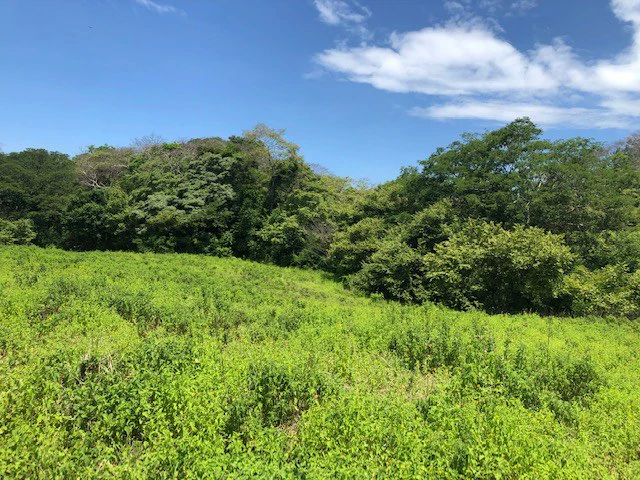 Amazing 50% discount for Huge ocean-view farm for sale surrounded by soft rolling hills and pristine nature - Gallery image 26