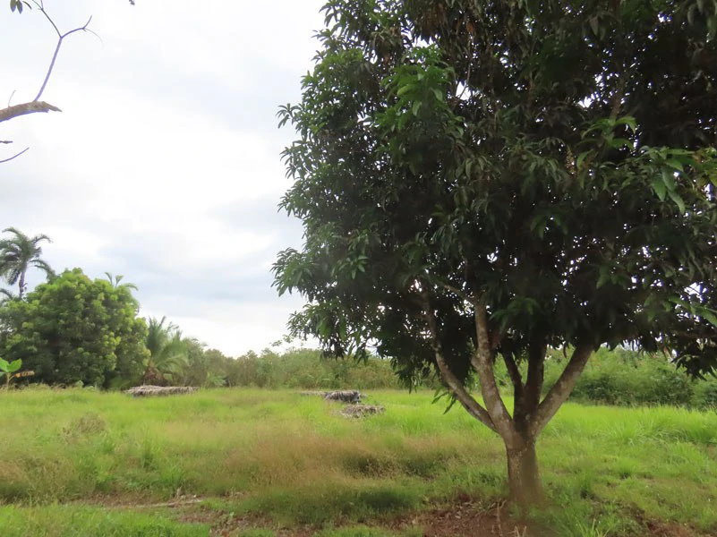For Sale a Complex of Cabins & Office in Playa Blanca, Puerto Jimenez - Gallery image 54