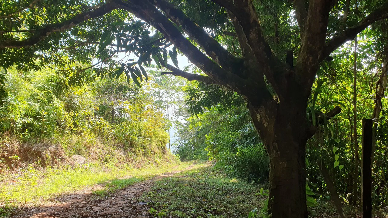 CONSERVATION AND DEVELOPMENT LAND WITH OCEAN VIEW IN SIERPE, COSTA RICA - Gallery image 37