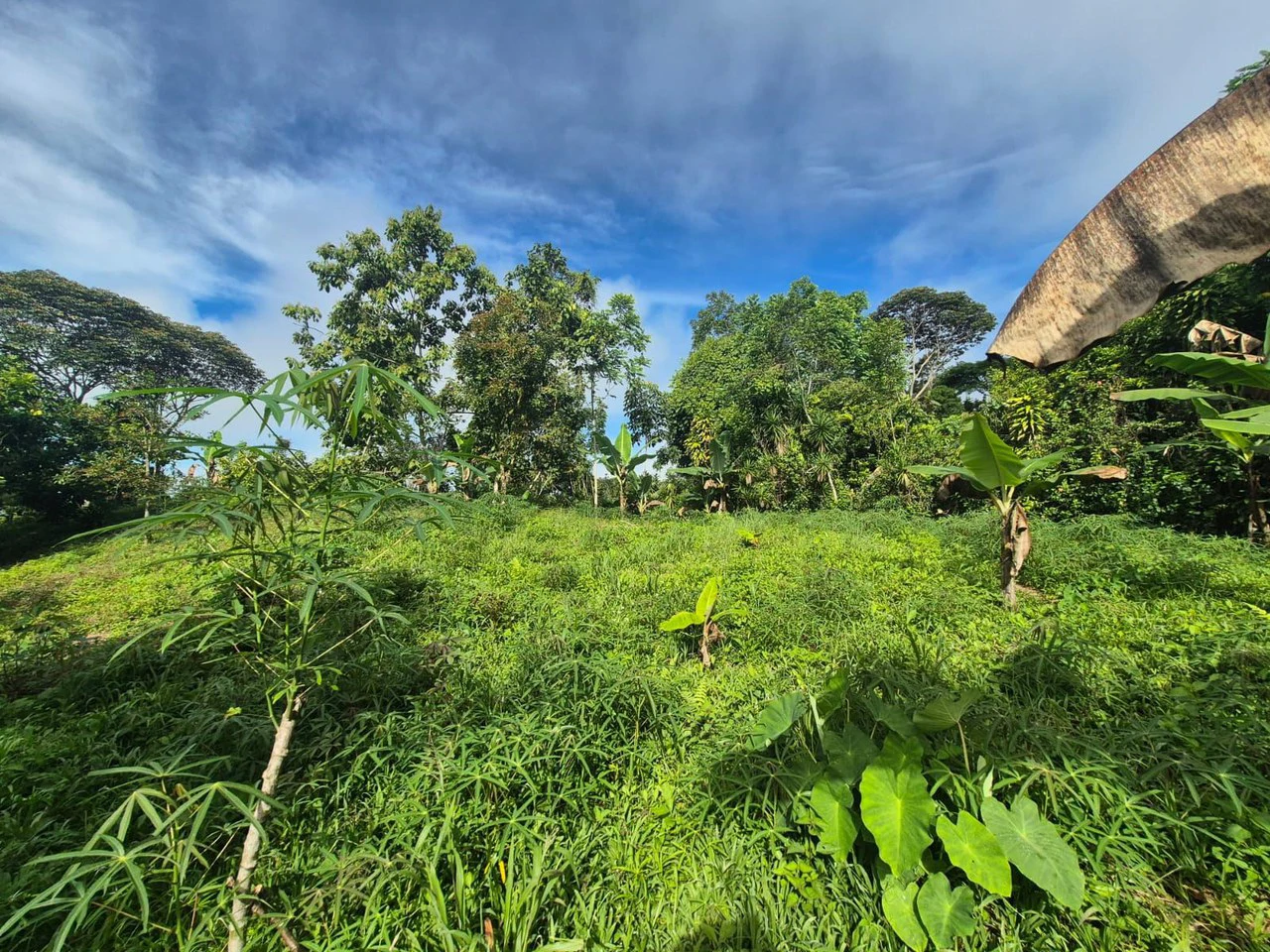 Propiedad en San Blas: Mountain Agricultural Land For Sale in La Linda General Viejo - Gallery image 15