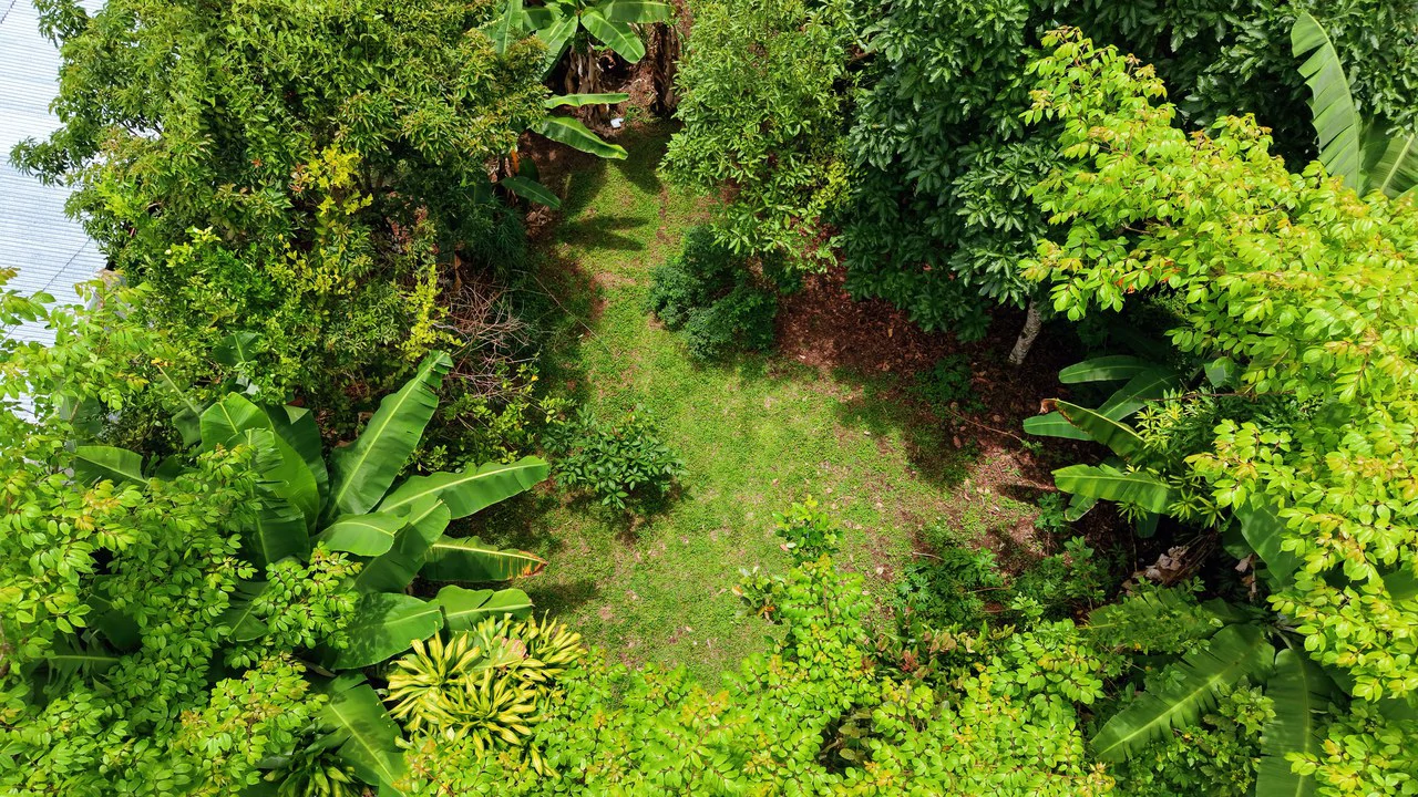 LOTE PLANO CON FRUTALES: Mountain Home Construction Site For Sale in General Viejo - Gallery image 17