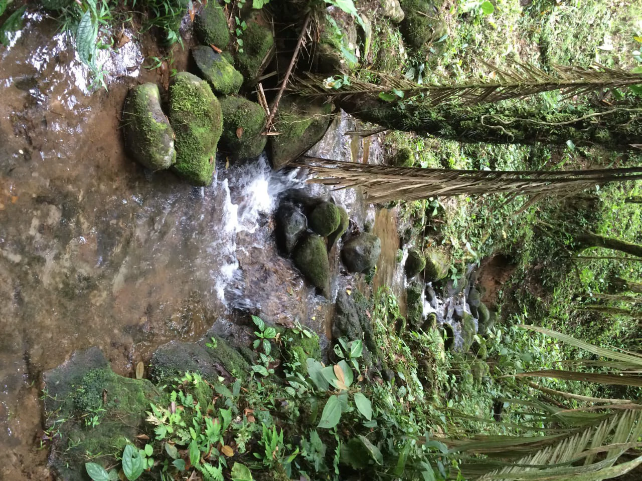 JUNGLE PARADISE: Nature Lovers Dream: 204 acres of Wilderness and a Building Pad - Gallery image 12