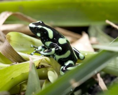 JUNGLE PARADISE: Nature Lovers Dream: 204 acres of Wilderness and a Building Pad - Gallery image 15