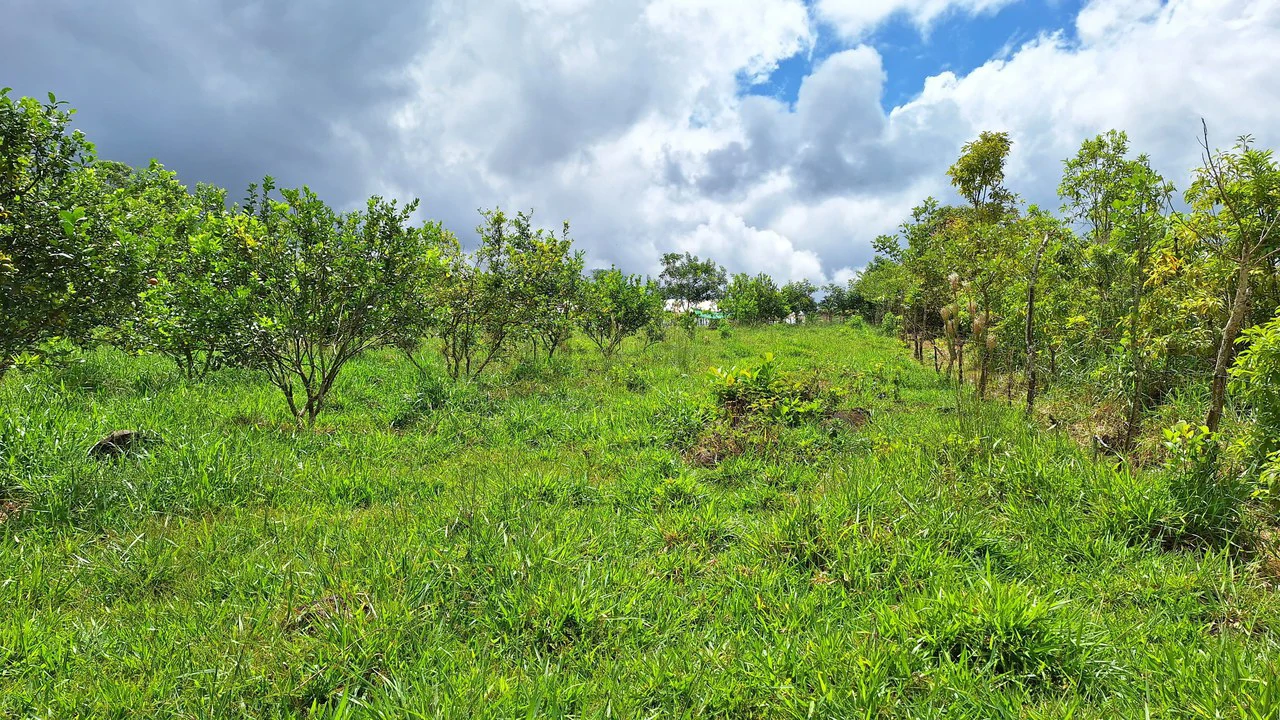 Se vende lote agrícola, en Cajón, Perez Zeledon.: Mountain Home Construction Site For Sale in Cajón - Gallery image 20