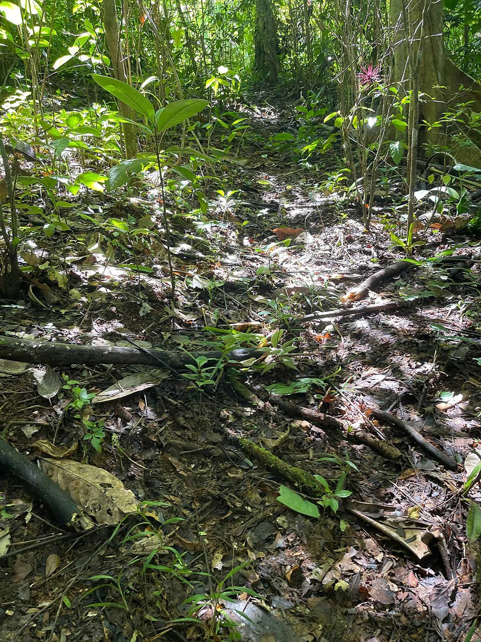ID 4167: Investment Opportunity: 8-Acre Reforested Mountain Finca in Puriscal - Gallery image 30