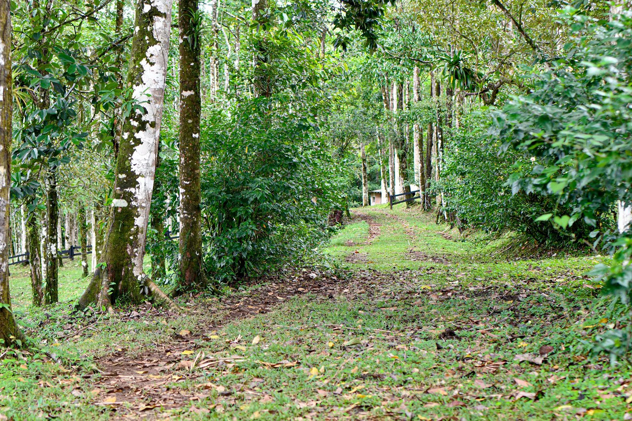 Finca Macadamia: 154-acre Rainforest Paradise with two Houses and Trails! - Gallery image 5