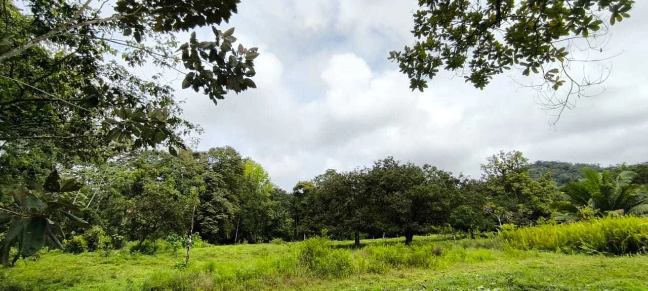 23 Acres of Paradise at Bahia Drake - Gallery image 18