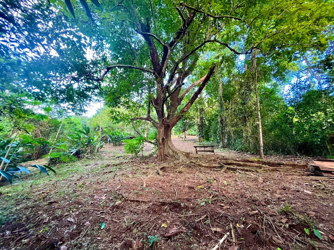 2300m2 Commercial and Residential land steps from the ocean:Surrounded by Nature in  Mal País and 10 min from Santa Teresa