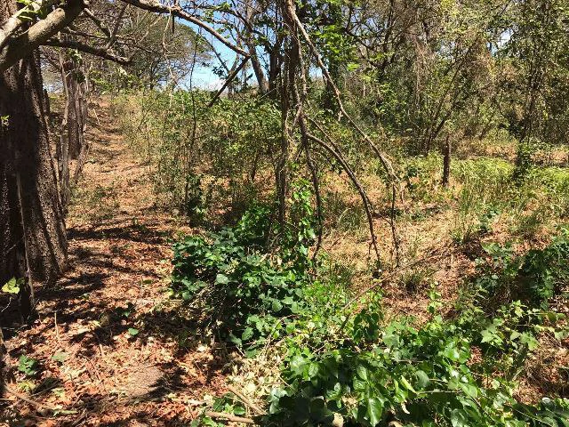 Huge terrain for sale in Guardia close to the International Airport of Liberia - Gallery image 13
