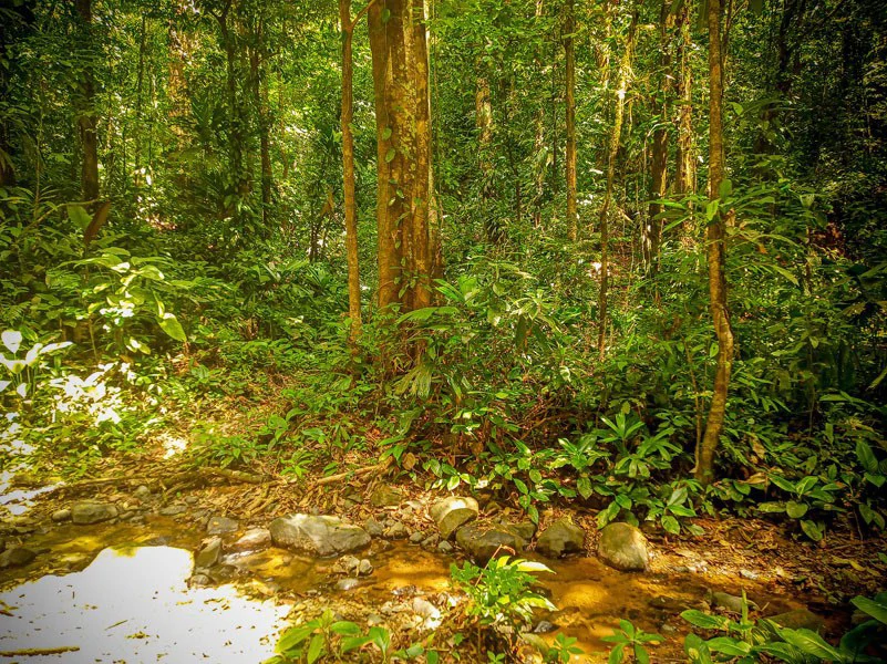 Ocean View & Primary forest 55-ha Rincon de Osa - Gallery image 25