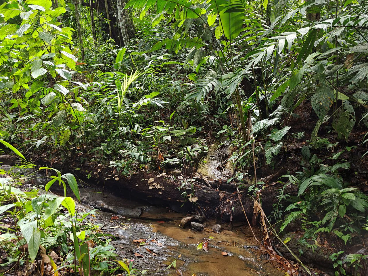 Mountain-Edge Sanctuary with Private Waterfall: 3 Titled Jungle Lots with Platforms, Waterfall, and Income Potential - Gallery image 11