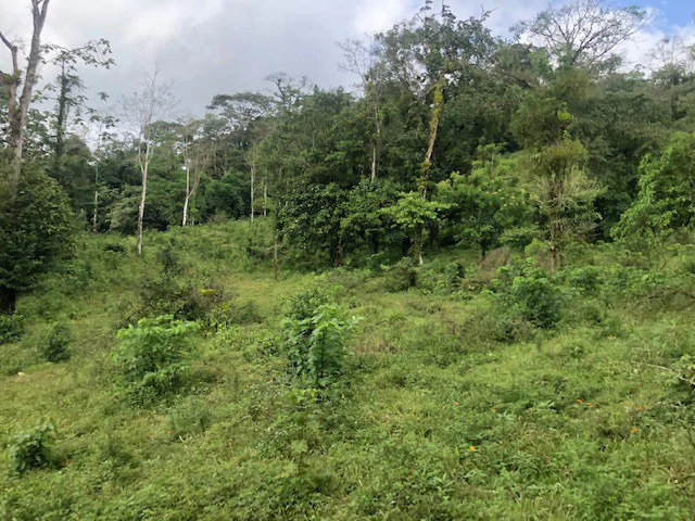 Cold & Hot springs surrounded by an overgrown farm, taken back by nature - Gallery image 18