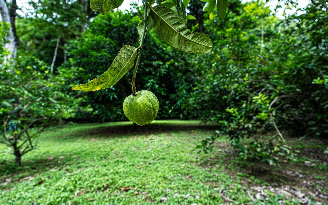 Riverfront Baru Estate Luxury Oasis Walkable to Playa Dominical - Gallery image 65