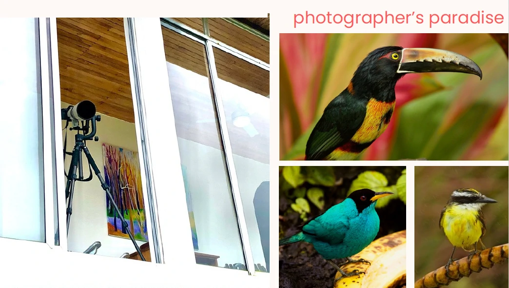 FLOWERS OF PARADISE - Artists Villa with Character - Gallery image 12