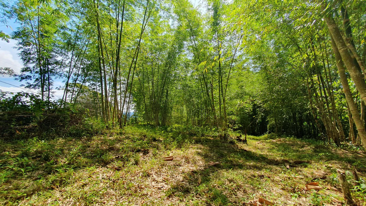 Property #2 with Bamboo Plantation, Development Opportunity (Residential, Hotel, and Industrial). - Gallery image 8