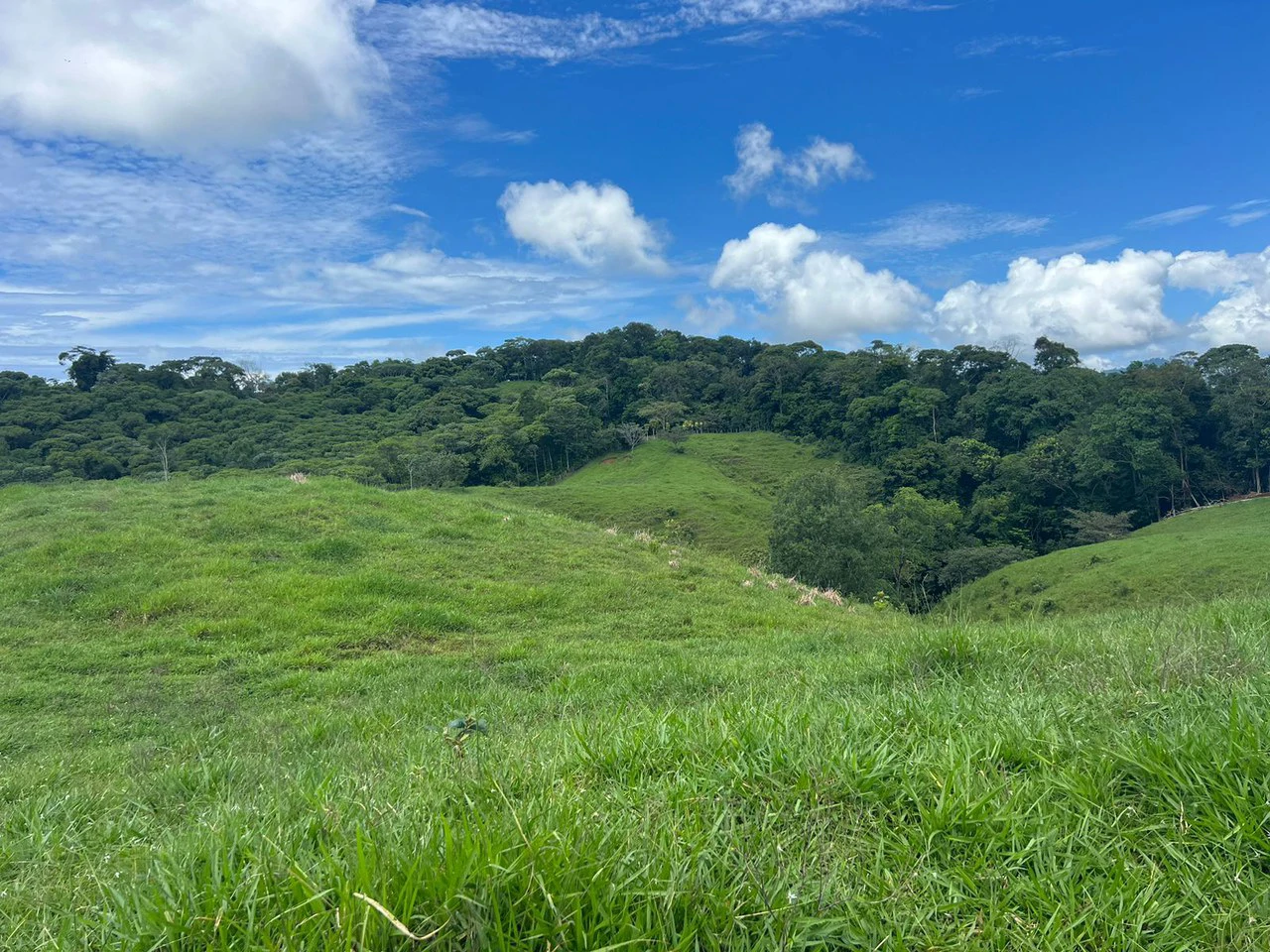 47 ACRES – Beautiful Mountain View Farm With Many Water Sources and Many Building Areas!!!!