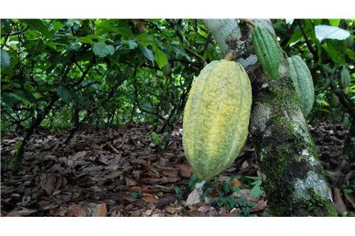 COCOA AND DAIRY FARM IN PRODUCTION AND GROWING: COCOA FARM IN PRODUCTION AND GROWING - Gallery image 5