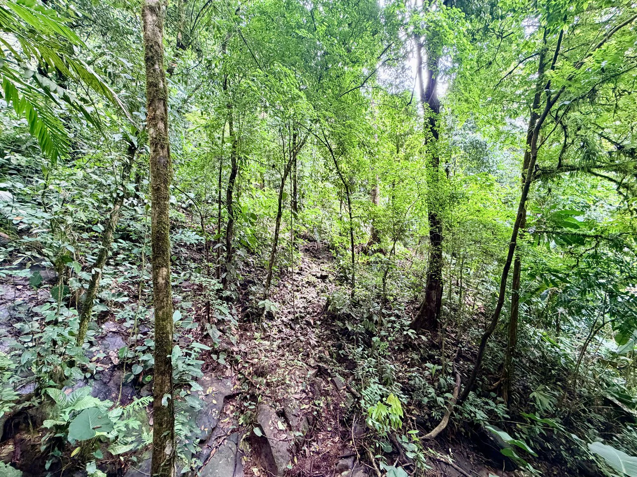 Uvita Development Farm - 40.47 Acres Estate - photo 16