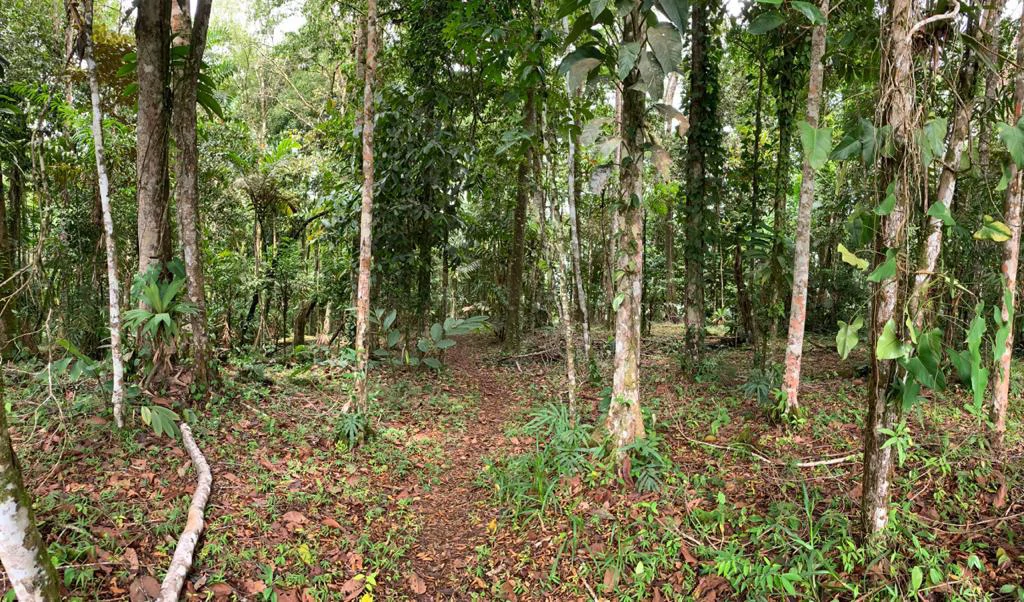 Ocean View Forest Reserve with Private Homesite Near Tinamastes - Gallery image 10
