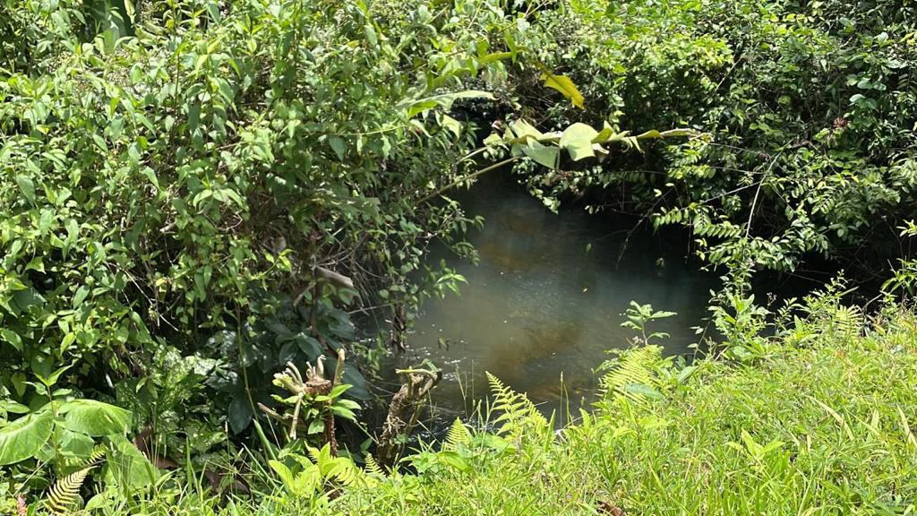 Building potential property for sale, beautiful land in the pure nature close to Bijagua - Gallery image 23