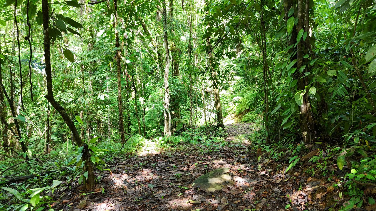 Spectacular Ocean view on 7.7 acres: Mountain Home Construction Site For Sale in Bahía Ballena - Gallery image 10