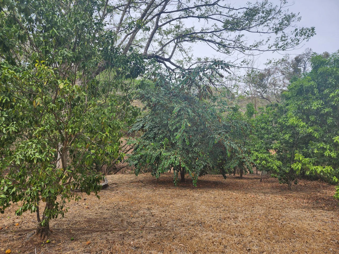 Countryside and Mountain Home Construction Site For Sale in San Juan de Mata - Gallery image 14