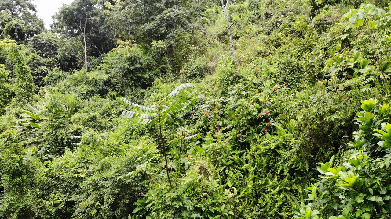 Exquisite Jungle property with Ocean View | Gated Community in Ojochal - Gallery image 9