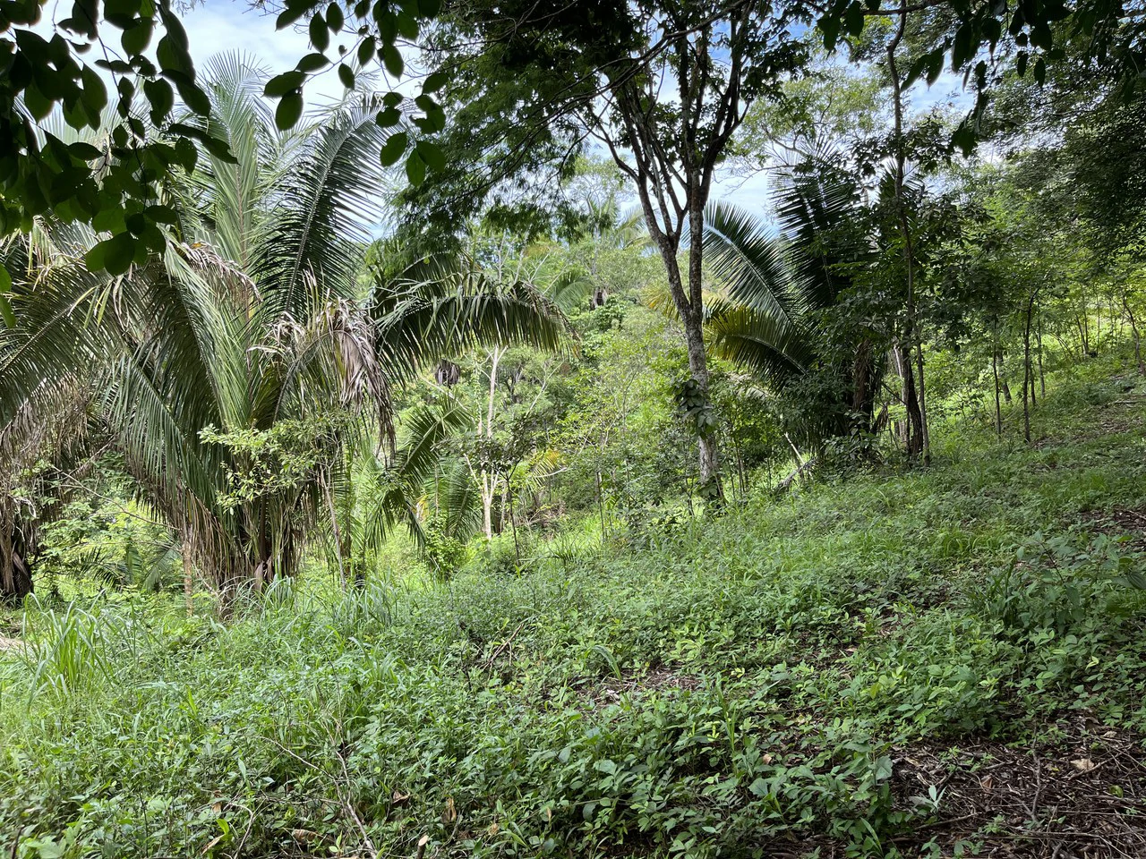 6 Acres Ready for Development in Samara