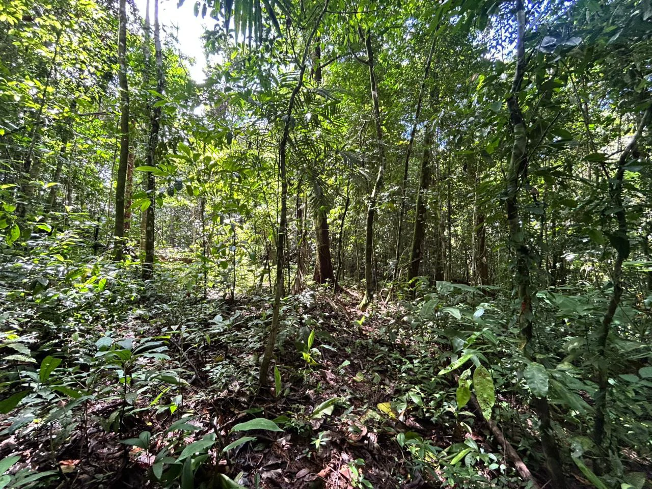 Finca Las Cataratas in Ballena: Mountain Home Construction Site For Sale in Bahía Ballena - Gallery image 8