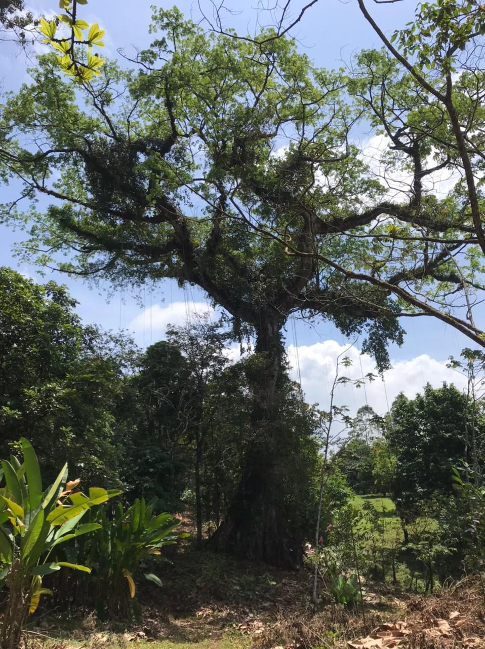 Hot Springs Property for Sale with Two Natural Hot Water Springs, Two Cold Water Creeks, and a Giant 300-Year-Old Tree - Gallery image 12
