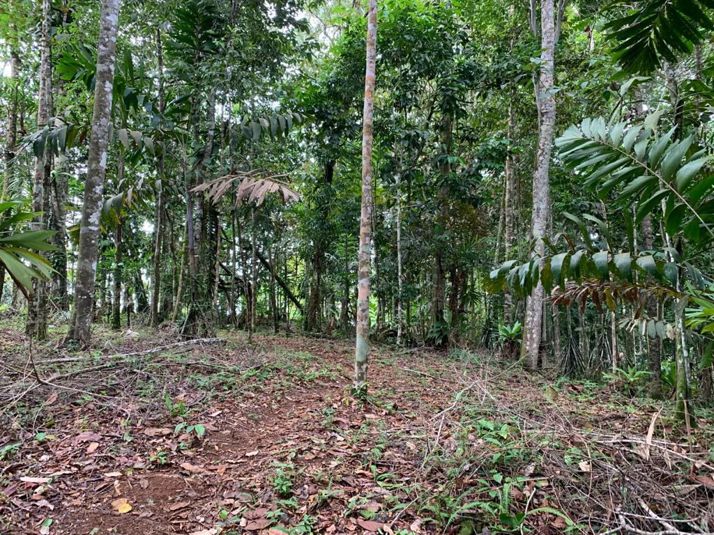 Ocean View Forest Reserve with Private Homesite Near Tinamastes - Gallery image 2