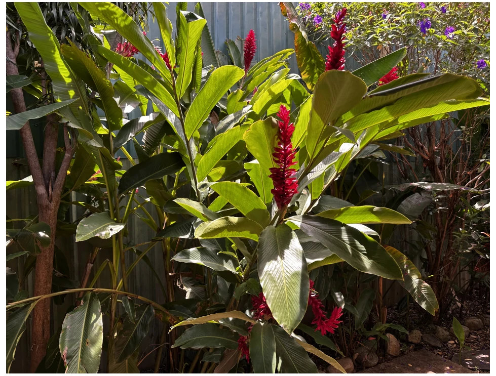 Casa de Luz in Pozos, Santa Ana: Discover Casa de Luz: your refuge in the midst of chaos! - Gallery image 23