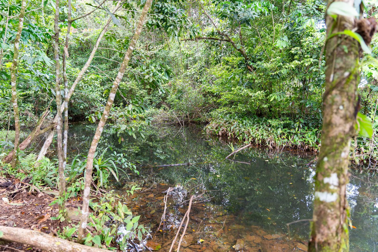 Finca Las Zompopas-Río Celeste: 113-Acre Biodiverse Property in Bijagua, Ideal for Eco-Tourism, Private Retreats, or Sustainable Development - Gallery image 6