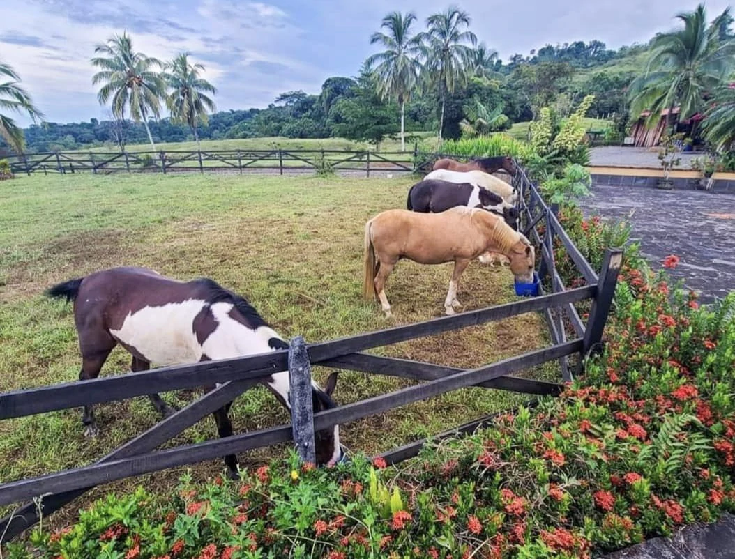 Serene Jungle Farm in Limon Province - Gallery image 12