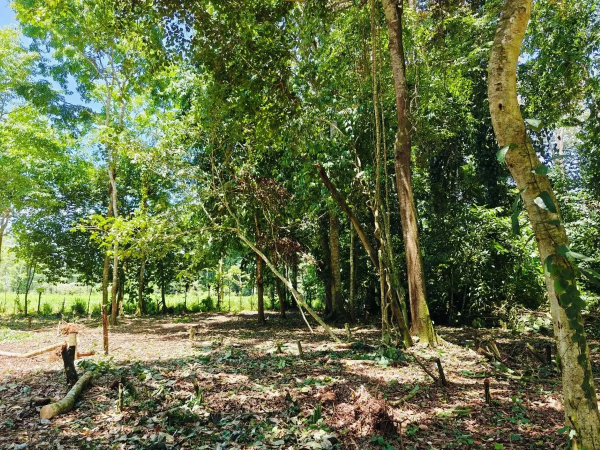 ID 879: Lot 5 - 2237 sqm Creekside Titled Lot Near Playa Grande, Cahuita - Old Yard Development - Gallery image 5